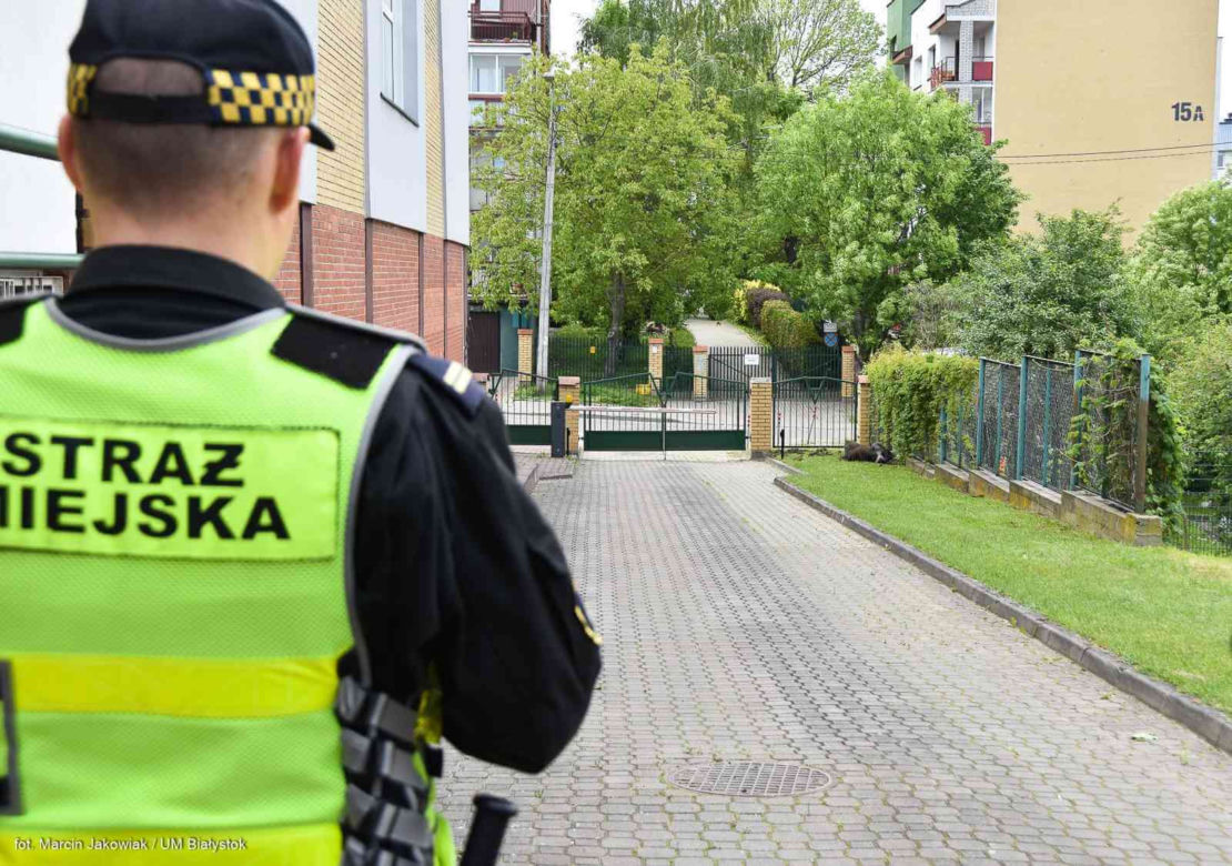 Dwa dziki poszły do szkoły. Zamieszkały na terenie I LO w Białymstoku