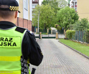 Dwa dziki poszły do szkoły. Zamieszkały na terenie I LO w Białymstoku