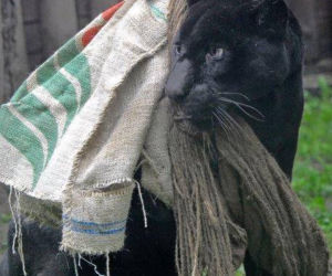 Zabawki dla zwierzaków w zoo