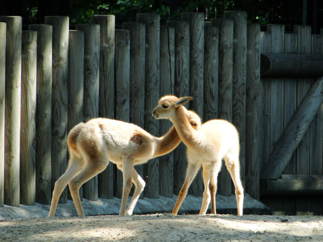 Zoo