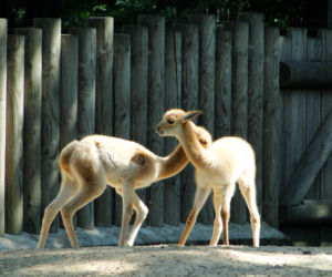 Zoo