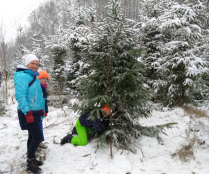 Choinki wycinali starsi, ale młodsi także mieli w tym duży udział
