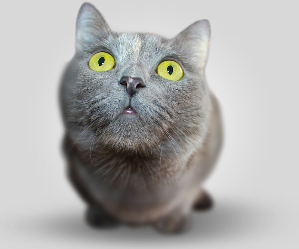 Kot
