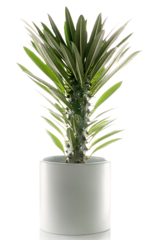 Pachypodium Lamera