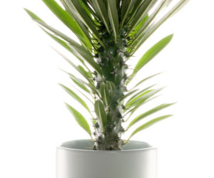Pachypodium Lamera