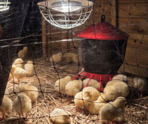 Wiosenny klimat na Politechnice Bydgoskiej. Za nami V Akademicki Jarmark Wielkanocny