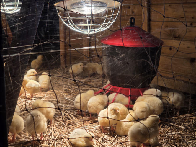 Wiosenny klimat na Politechnice Bydgoskiej. Za nami V Akademicki Jarmark Wielkanocny