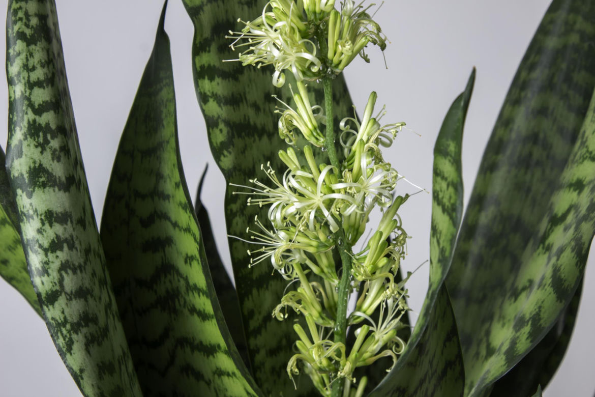 Sansewieria