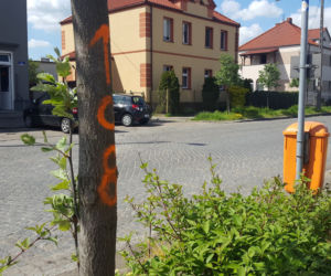Do wycięcia? Drzewa na Święciechowskiej w Lesznie ponumerowane