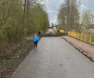Powiat siedlecki: liczne interwencje strażaków w związku z wichurą