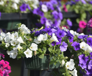 Petunia