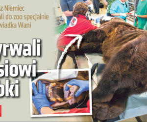 Wyrwali misiowi ząbki