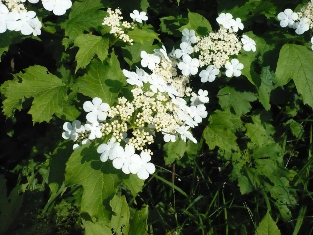 Kalina koralowa