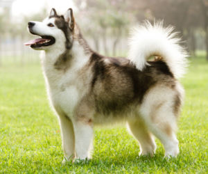 Alaskan Malamute