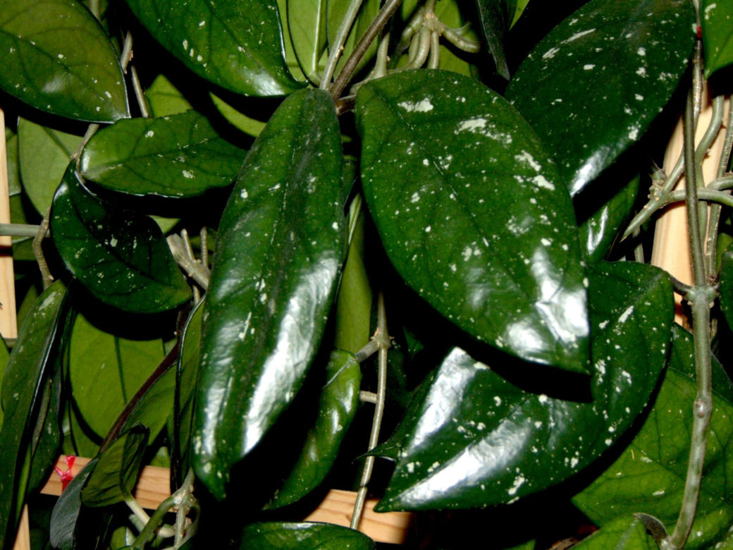 Hoja różowa