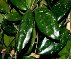 Hoja różowa