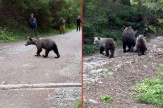 Niedźwiedzie wyszły na ruchliwy szlak w Tatrach! Wszystko się nagrało