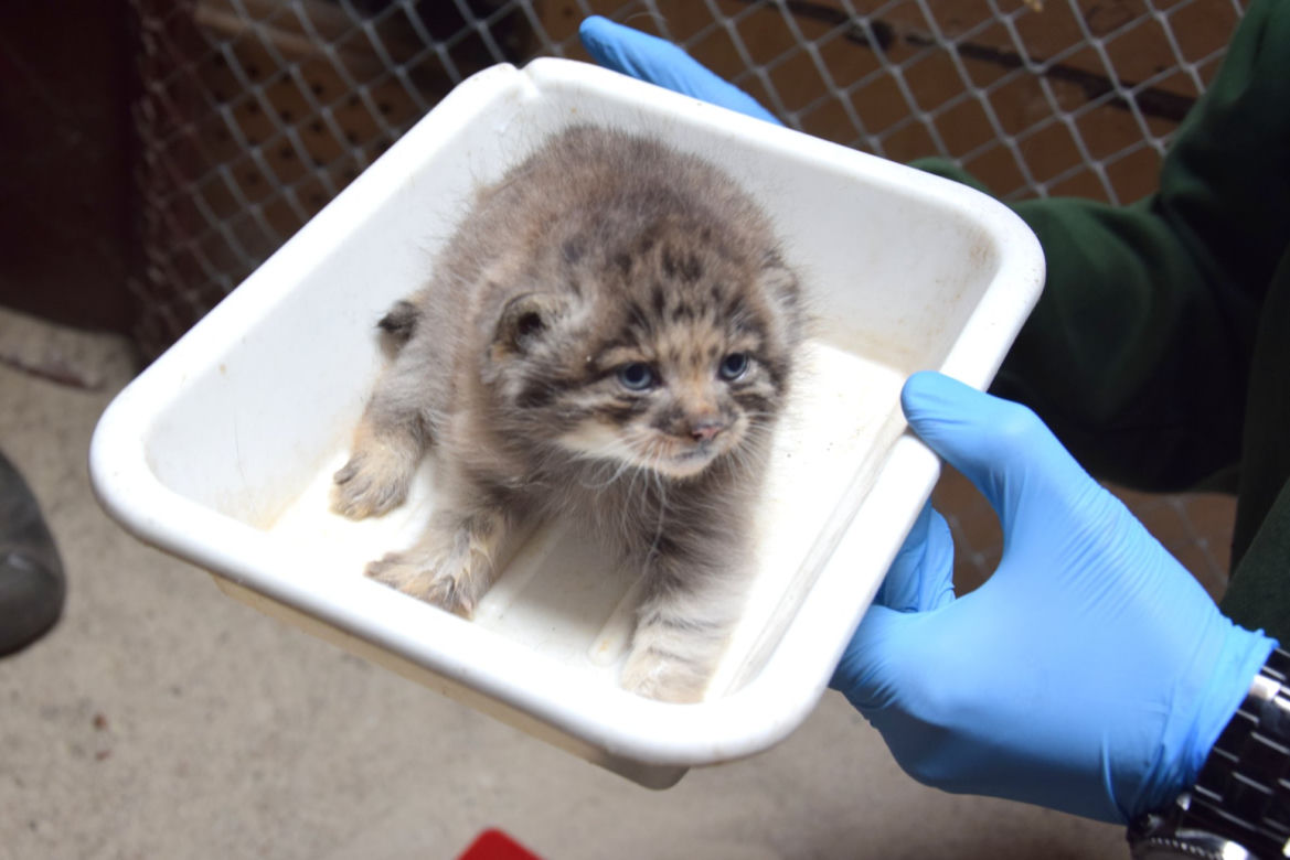 Słodkie kociaki w poznańskim ZOO
