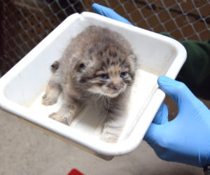 Słodkie kociaki w poznańskim ZOO