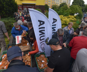 Nietypowy protest Agrounii. Rolnicy rozdawali ziemniaki w Toruniu