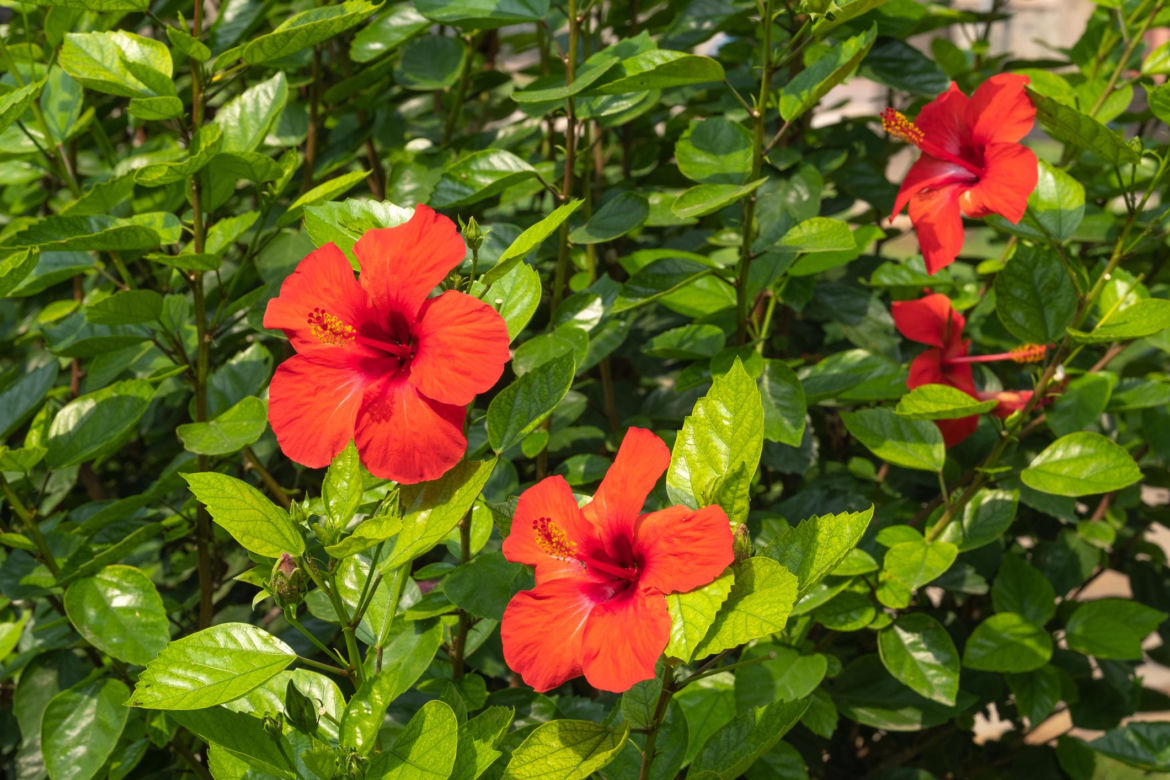 Hibiskus