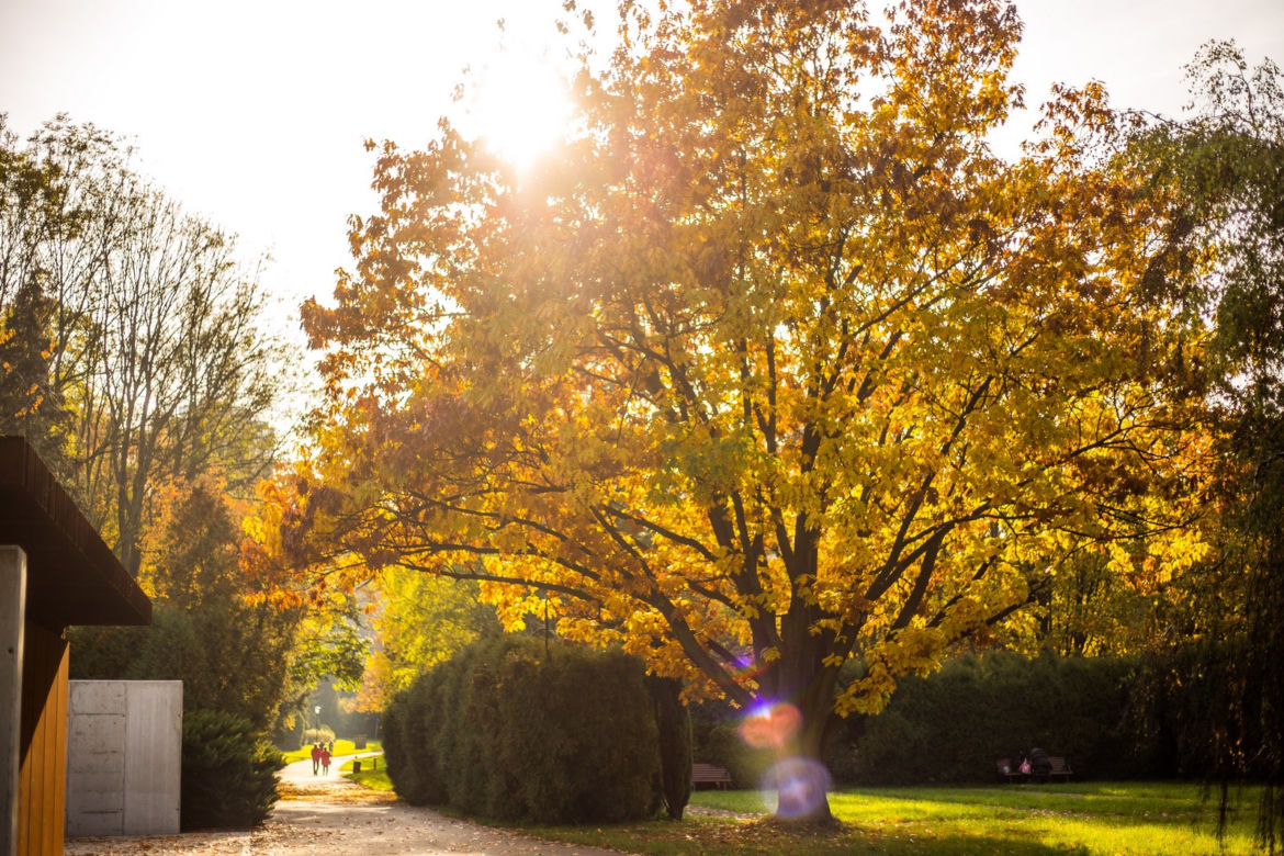 Park Śląski jesienią jest naprawdę piękny