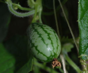 Ta roślina wygląda, jak mini arbuz. Ma szerokie zastosowanie w kuchni, a jej smak z pewnością was zaskoczy