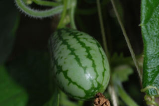 Ta roślina wygląda, jak mini arbuz. Ma szerokie zastosowanie w kuchni, a jej smak z pewnością was zaskoczy