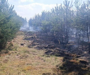 Ktoś celowo podpala lasy? Leśnicy biją na alarm po serii pożarów