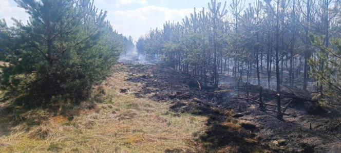 Ktoś celowo podpala lasy? Leśnicy biją na alarm po serii pożarów