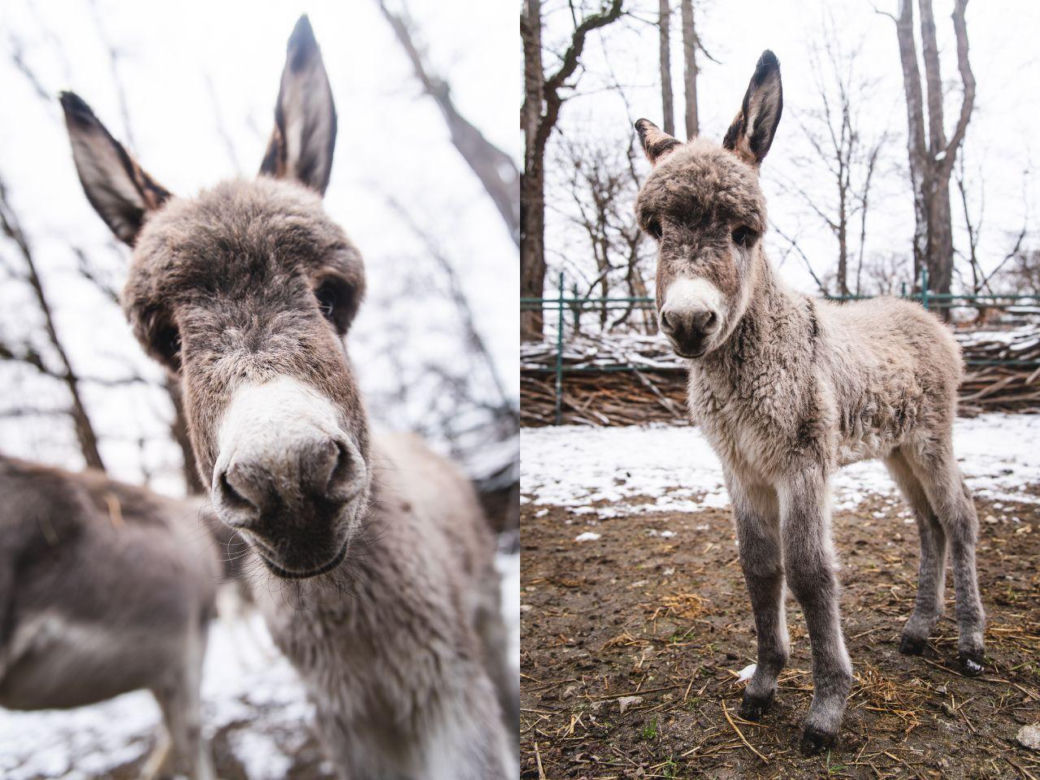 Nowy osiołek w ZOO Wrocław