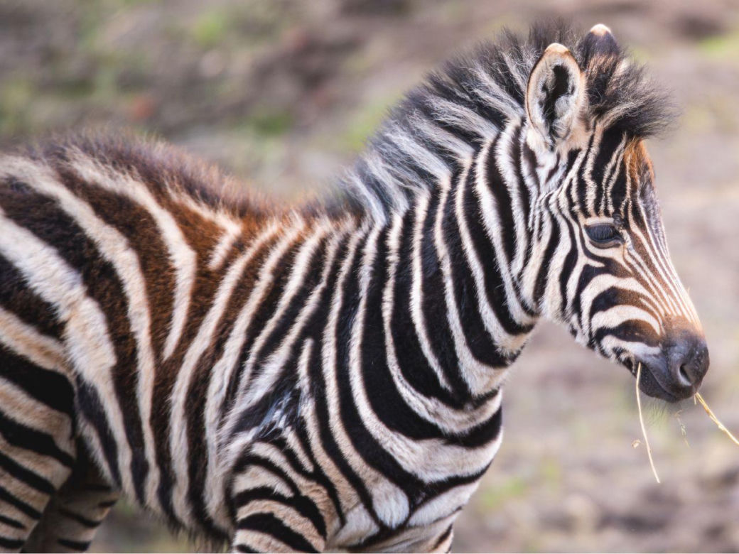 W ZOO Wrocław urodziła się nowa zebra