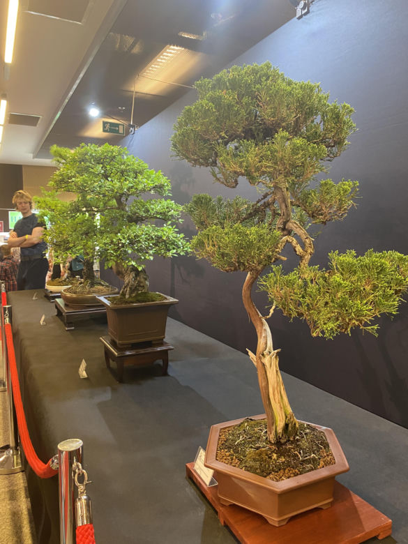 "Potworne Cuda", Światowa Wystawa Orchidei, Bonsai i Sukulentów oraz targi roślin na PGE Narodowym