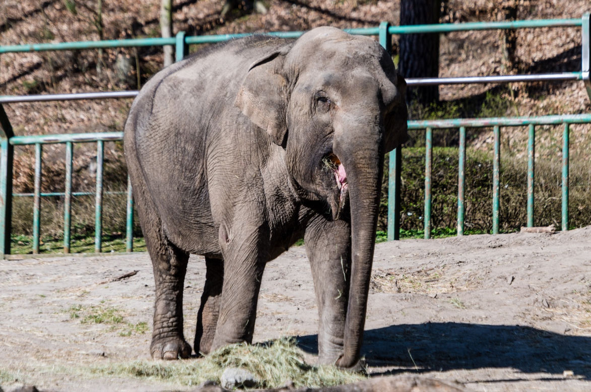 Koronawirus w Trójmieście. Zwierzęta z zoo tęsknią za ludźmi