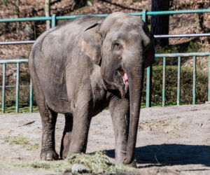 Koronawirus w Trójmieście. Zwierzęta z zoo tęsknią za ludźmi