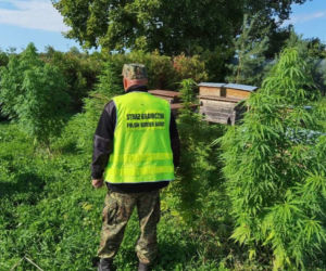 Pszczelarz uprawiał marihuanę, bo dobrze wpływała na kondycję jego pszczół [WIDEO, ZDJĘCIA]