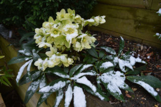 Ciemierniki w ogrodzie: urocze kwiaty na zimowe dni!