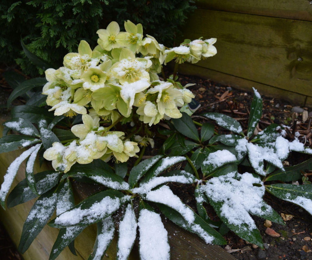 Ciemierniki w ogrodzie: urocze kwiaty na zimowe dni!