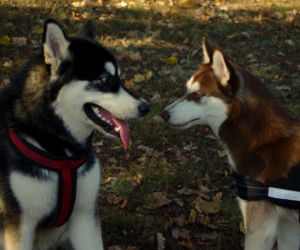 Husky opanowały Psi Park! [GALERIA]