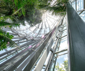 Dom dla jednego drzewa w Gdańsku