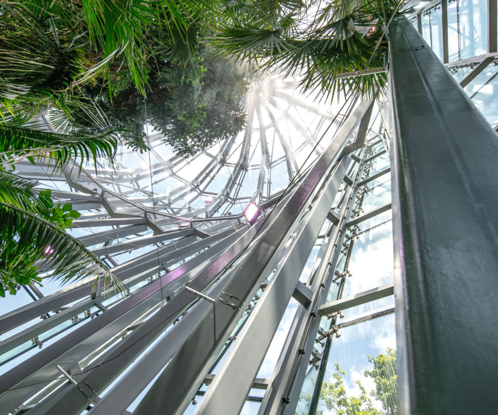 Wnętrze cylindrycznej, przeszklonej rotundy Palmiarni w Gdańsku Oliwie, z wysokimi palmami sięgającymi szczytu konstrukcji. Promienie słońca wpadające przez szklany dach. Więcej o nowej interpretacji parku Oliwskiego można przeczytać na Architektura Murator Plus.