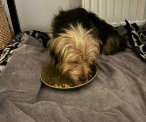 Niezwykła podróż Tofinki. Uciekła ze schroniska w Krakowie, odnalazła się 130 km dalej