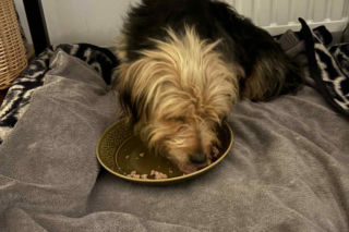 Niezwykła podróż Tofinki. Uciekła ze schroniska w Krakowie, odnalazła się 130 km dalej