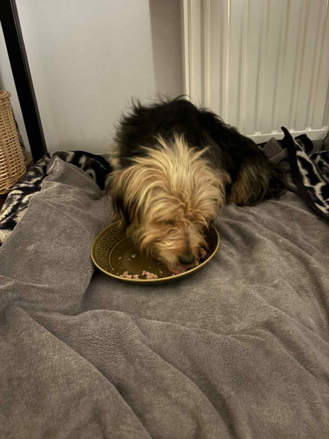 Niezwykła podróż Tofinki. Uciekła ze schroniska w Krakowie, odnalazła się 130 km dalej