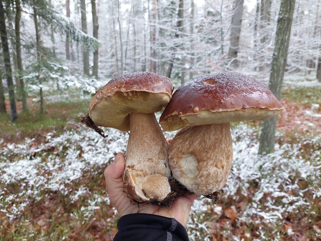 Listopadowe grzyby w świętokrzyskich lasach 