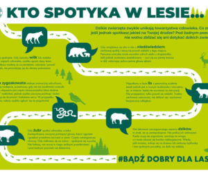 Bezpieczeństwo w lesie