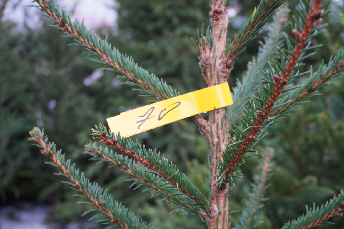 Ceny choinek w Białymstoku. Ile zapłacimy za drzewko w Podlaskiem?