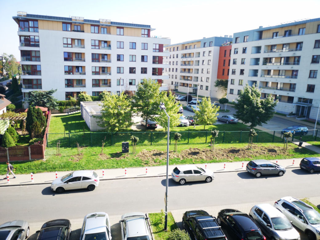 Dziki ostro harcują w Krakowie!