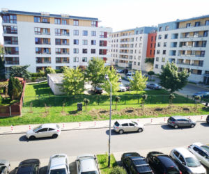 Dziki ostro harcują w Krakowie!