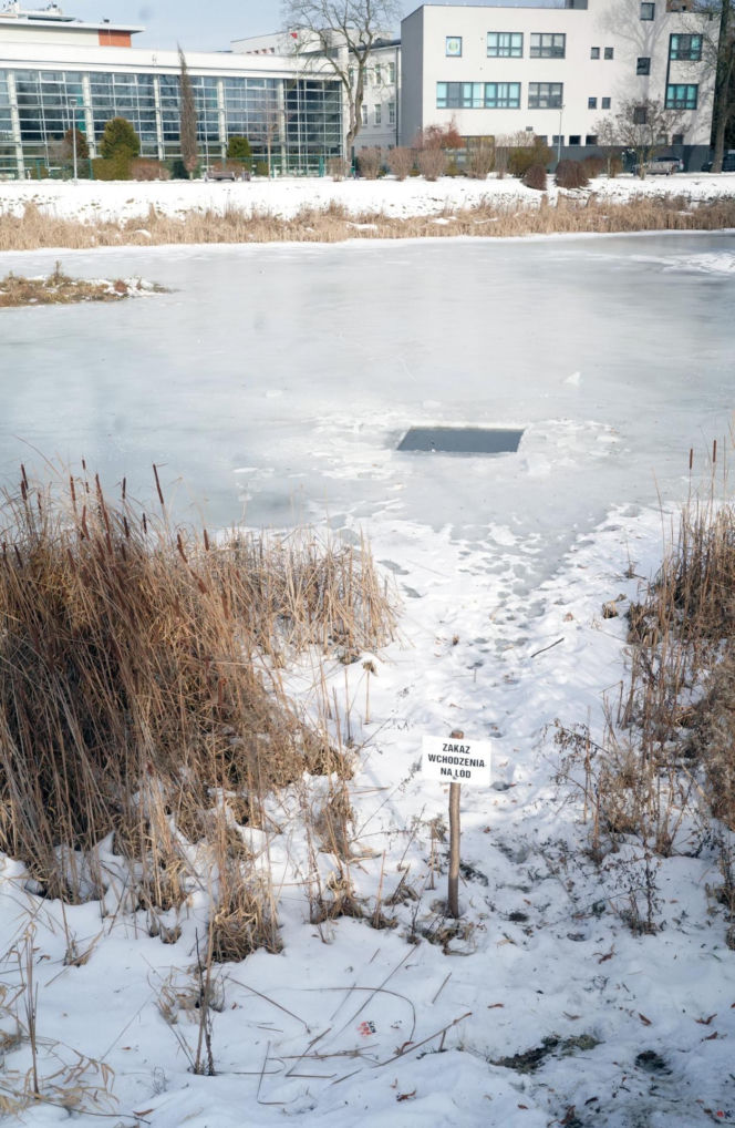Rybi dramat w Białymstoku. Tysiące martwych ryb pod lodem